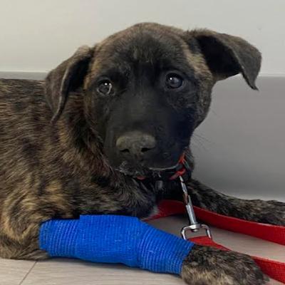 Dog parvo outbreak and the troubling reasons behind it Dog parvo outbreak and the troubling reasons behind it