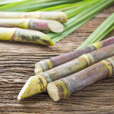 Sugarcane part3