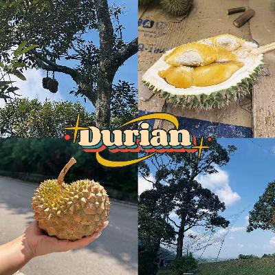 EP14 槟城有一张关于榴梿的捕梦网