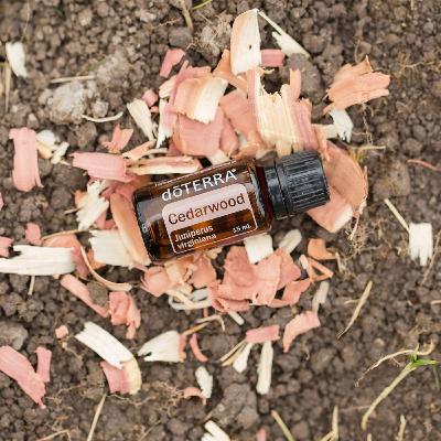 Cedro Rosso Olio Essenziale dōTERRA