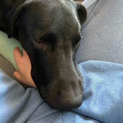 Sonidos de mi perro cuando tiene sueño