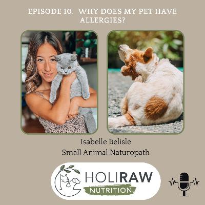 Episode 10. Why Does My Pet Have Allergies?