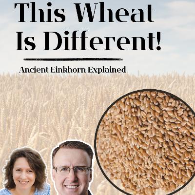 The Grain Industry Doesn’t Talk About This: Ancient Einkorn & Regenerative Farming The Grain Industry Doesn’t Talk About This: Ancient Einkorn & Regenerative Farming