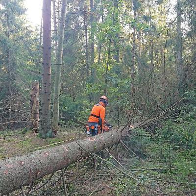 ATL:s skogspodd: Därför pratar många om hyggesfritt