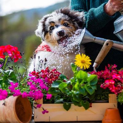 Can Dogs See Color?
