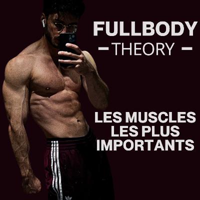 Les Muscles les Plus Importants - FullBody Theory Les Muscles les Plus Importants - FullBody Theory