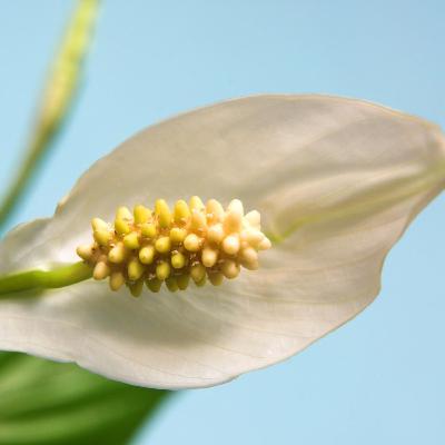 Peace Lily-Music