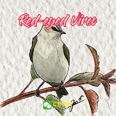 Red-eyed Vireo