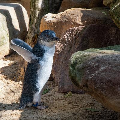 The Grassroots Fight Against Seismic Blasting The Grassroots Fight Against Seismic Blasting