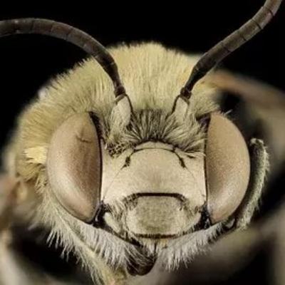 Importancia de las Abejas carroñeras