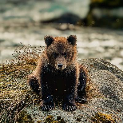 Wildlife Photogaphy- Face to Face with a Grizzly and her Cubs Lessons from Haines, Alaska