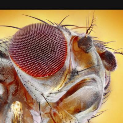 Triple Ocho, Bobat Lasers, Peeing Robot Attack Dogs, Builder.AI, Cocaine Flies GIS888