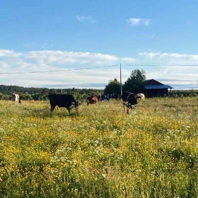 #34 Att beta eller inte beta? Vi reder ut oredan i utredningen