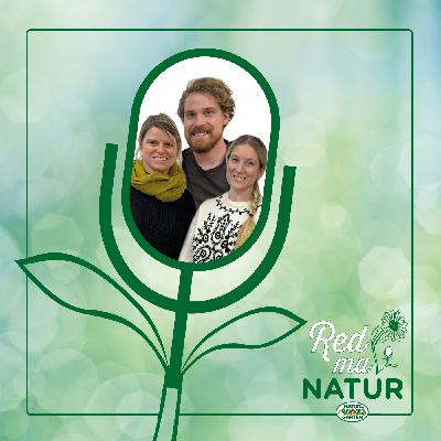 Die Kraft der Stadtbegrünung – Gemeinschaftsgärten und Urban Gardening