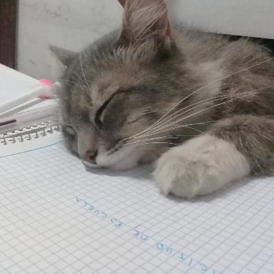 Los gatos