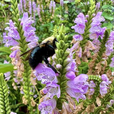episode 138: Kudzu and Obedient Plant