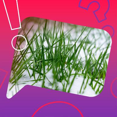 Kann Schnee im Garten zu Schimmel führen? Kann Schnee im Garten zu Schimmel führen?