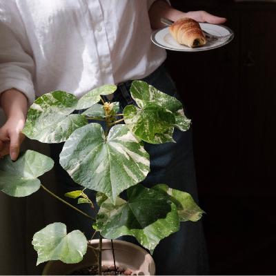 不是我在料理植物，而是植物在料理我