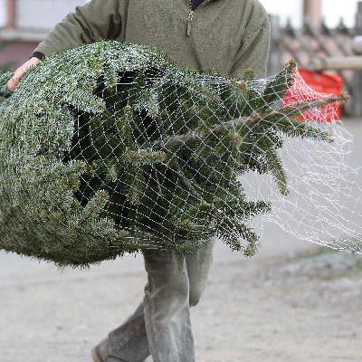 Der Weihnachtsbaum: "Immer noch ein emotionales Produkt"