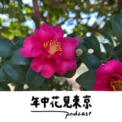 サザンカと映画を観る師走【#34】