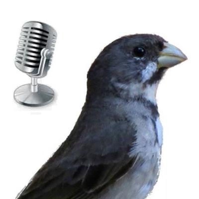 A Magia dos Tucanos-de-bico-preto