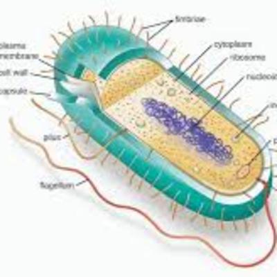 Microorganisms: Plant or Animal (Understanding Microbiology)