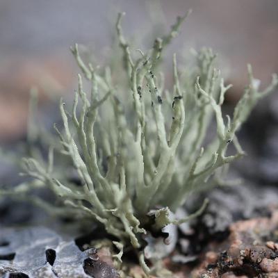 Part 1: Lichen