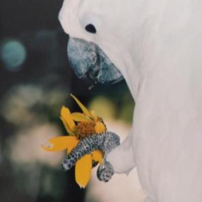 Bird Trip