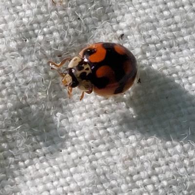 Episode 63: Adalia decempunctata - The 10-Spot Ladybird