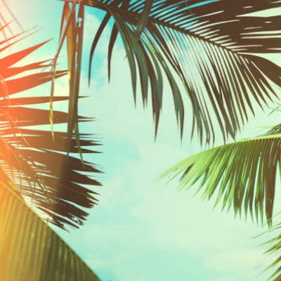 Caribbean Vibes Caribbean Vibes
