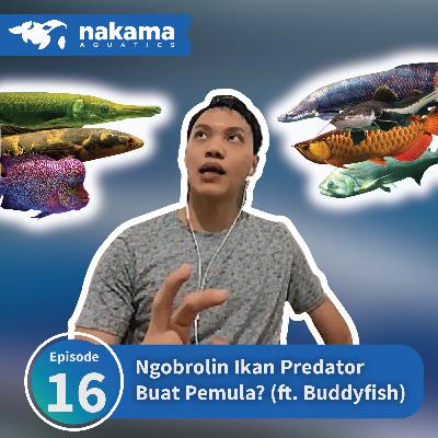 Eps 16 : "Ngobrolin Ikan Predator Buat Pemula?" (ft. Buddyfish) Eps 16 : "Ngobrolin Ikan Predator Buat Pemula?" (ft. Buddyfish)