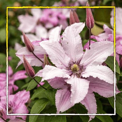 Clematis schneiden - aber wie? Clematis schneiden - aber wie?