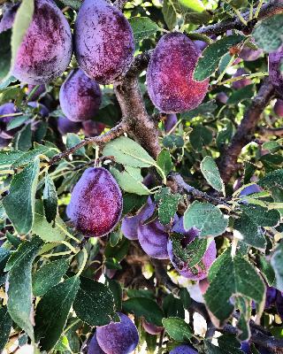 Prunes: Fruit Growth through Postharvest