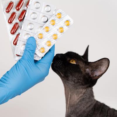 Erst die Katze - dann der Mensch - Über das Versagen des globalen Pharmamarkts