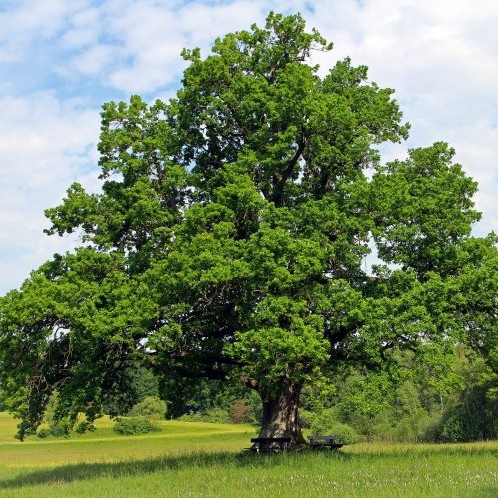 Natur-Podcast