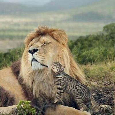 Segment 1 part 2 of FIP