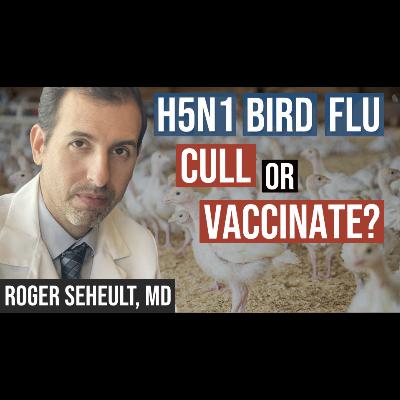 Episode 124. H5N1 Chickens Culled and Vaccinating Chickens