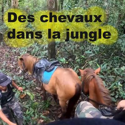 [Ep18] Patrouille équestre dans la jungle