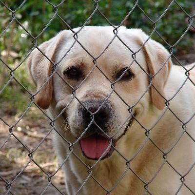 How to Choose the Best Holiday Care for Your Pets: A Stress-Free Guide How to Choose the Best Holiday Care for Your Pets: A Stress-Free Guide