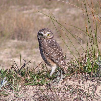 Episódio 20 - As incríveis corujas