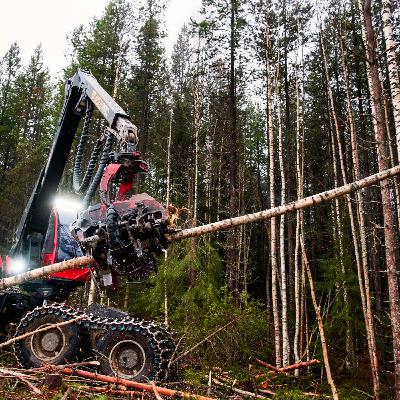 SCA kovänder kring omstridd avverkning SCA kovänder kring omstridd avverkning