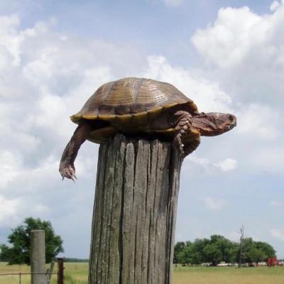 Ep63 "The One about the Turtle on the Fence Post w/ Jon Tucker"