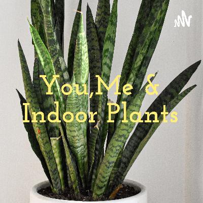 You, Me and Indoor plants