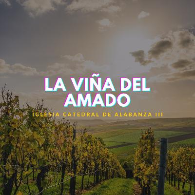 La viña del amado. La viña del amado.