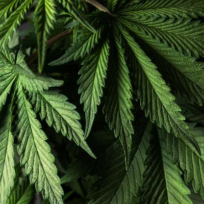 Cannabis Related Emergencies Cannabis Related Emergencies