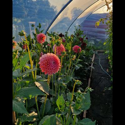 The July Garden