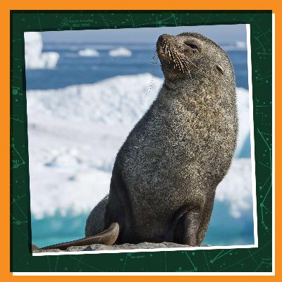 Winter Wonders: Cuddle Up with A Fur Seal Pup