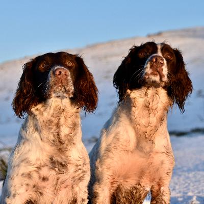 Springer Spaniels E.1