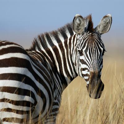 Día internacional de la Cebra 🦓