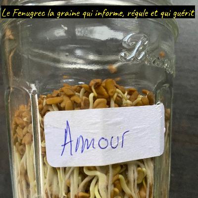Le Fenugrec la graine qui informe, régule et qui guérit Le Fenugrec la graine qui informe, régule et qui guérit